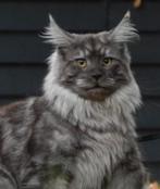 Maine coonndekkater met stamboom (niet te koop), Chat, Avec pedigree, 0 à 2 ans
