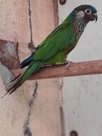 PYRRHURA PICTA PICTA POP, Dieren en Toebehoren, Geringd