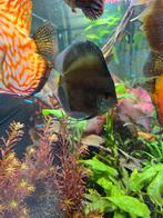 Discusvissen, Dieren en Toebehoren