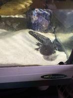 Axolotl met aquarium, Dieren en Toebehoren, Ophalen, Gebruikt, Overige typen