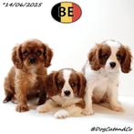 Cavalier King Charles (blenheim & ruby) chiots belges, Commerçant, Autres races, 8 à 15 semaines, Plusieurs