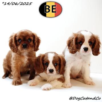 Cavalier King Charles (blenheim & ruby) Belgische pups beschikbaar voor biedingen