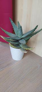 Gratis vetplanten, verschillende soorten, Huis en Inrichting, Kamerplanten, Ophalen, Vetplant, Volle zon