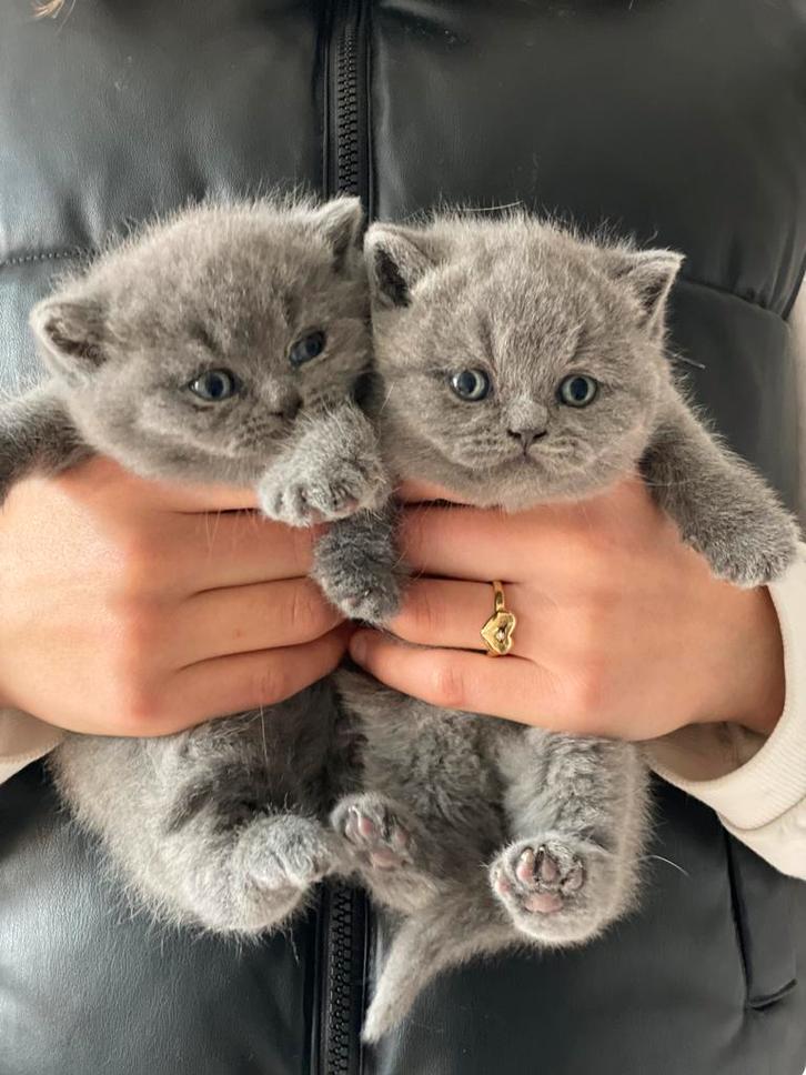 Lief en speels britse korthaar kittens, Dieren en Toebehoren, Katten en Kittens | Raskatten | Langhaar, Meerdere dieren, 0 tot 2 jaar
