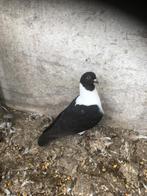 Jonge strassers, Dieren en Toebehoren, Vogels | Duiven, Geslacht onbekend, Overige soorten