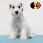 Schnoodle (reutjes) Belgische pups te koop, België, CDV (hondenziekte), 8 tot 15 weken, Meerdere