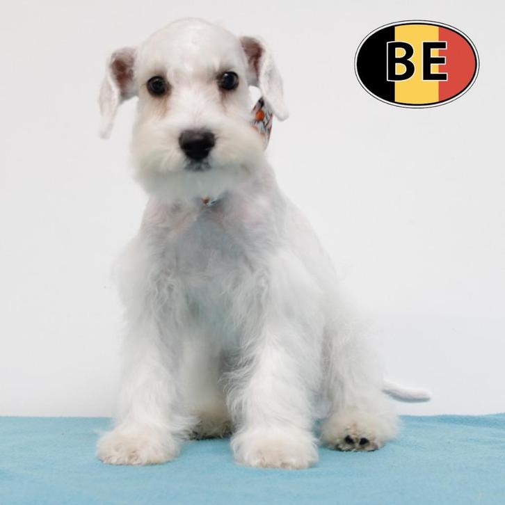 Schnoodle (reutjes) Belgische pups te koop, Dieren en Toebehoren, Honden | Chihuahua's en Gezelschapshonden, Reu, Overige rassen
