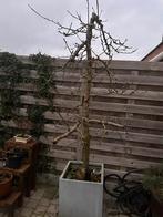Appelboom, Tuin en Terras, Ophalen