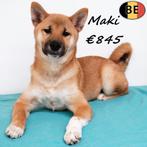 Shiba Inu pups te koop - Aki, Maki, Umi & Momo, Dieren en Toebehoren, België, 15 weken tot 1 jaar, CDV (hondenziekte), Meerdere