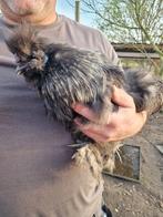 Silkie hanen, Dieren en Toebehoren, Pluimvee