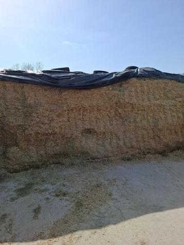Maïs ensilage, Articles professionnels, Enlèvement