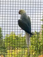 Kweekpaar halsband parkieten, Dieren en Toebehoren, Meerdere dieren, Parkiet, Geringd