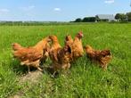 Jonge tamme New Hampshire kippen hennen gesekst, Dieren en Toebehoren, Vrouwelijk, Kip