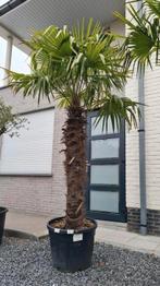 Palmboom Trachycarpus Fortunei, Tuin en Terras, Planten | Bomen, Ophalen, Halfschaduw, Palmboom