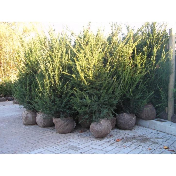 Taxus baccata!, Tuin en Terras, Planten | Tuinplanten, Ophalen
