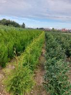 thuja brabant, Tuin en Terras, Planten | Struiken en Hagen, Ophalen of Verzenden, Conifeer