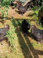 Marans hennen, Dieren en Toebehoren