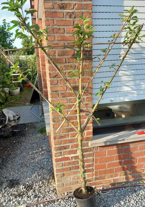 LEI APPELBOMEN, LAAGSTAM IN POT, DUBBELE V-GRILL, 30 €/st., Tuin en Terras, Planten | Fruitbomen, Appelboom, 100 tot 250 cm, Volle zon
