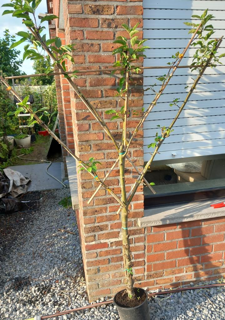 LEI APPELBOMEN, LAAGSTAM IN POT, DUBBELE V-GRILL, 30 €/st., Tuin en Terras, Planten | Fruitbomen, Appelboom, 100 tot 250 cm, Volle zon