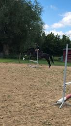 Allround new forest c-pony te koop, Animaux & Accessoires, Poneys, Poney C (1.27 m à 1.37m), B, 11 ans ou plus, Avec pedigree