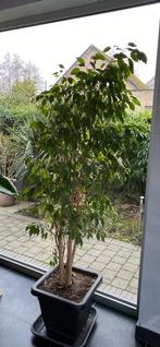 Ficus boompje, Tuin en Terras, Ophalen