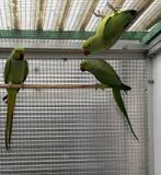 Halsbandparkiet, Dieren en Toebehoren