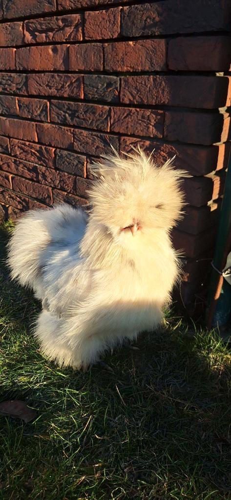 USA zijdehoender haan, Dieren en Toebehoren, Pluimvee, Kip, Mannelijk