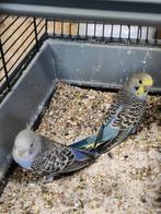 Grasparkieten te koop, Dieren en Toebehoren, Vogels | Parkieten en Papegaaien