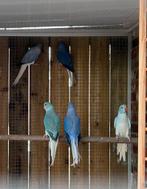 Halsbandparkieten, Dieren en Toebehoren, Vogels | Parkieten en Papegaaien