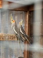 5 jonge valkparkieten, Dieren en Toebehoren, Meerdere dieren, Parkiet
