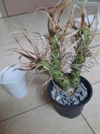 Sclerocactus papyracanthus, papiercactus, Cactus, Enlèvement ou Envoi
