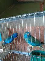 Splendid kweekkoppel turquoise 21, Dieren en Toebehoren