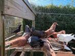 Duiven, Dieren en Toebehoren, Vogels | Duiven, Meerdere dieren, Tuimelaar of Roller
