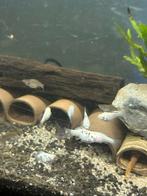 Jonge ballon molly, Dieren en Toebehoren, Vissen | Aquariumvissen, Vis, Zoetwatervis, Schoolvis
