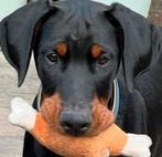 Dobermann puppy te koop, Dieren en Toebehoren, Honden | Bulldogs, Pinschers en Molossers, België, Fokker | Hobbymatig, Overige rassen