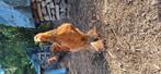 Brahma haan, Dieren en Toebehoren
