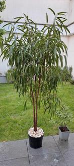 Eucalyptus, hauteur 190 cm, Jardin & Terrasse, Plantes | Arbres, Enlèvement ou Envoi, Ombre partielle, 100 à 250 cm