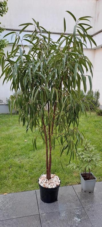  Ficus Maclellandii King, hauteur 190 cm