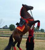 Problème avec votre cheval ? Pourquoi le vendre ?