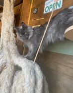 Maine coon, Dieren en Toebehoren, Poes, Gechipt, 0 tot 2 jaar