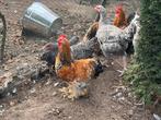 Kriel cochin hanen( zie omschrijving), Dieren en Toebehoren, Pluimvee, Meerdere dieren, Kip