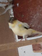 Kuif gloster man, Dieren en Toebehoren, Vogels | Kanaries