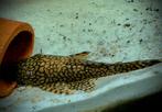 Young Ancistrus „wabenmunster” te koop, Vis, Zoetwatervis