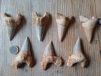 Redelijk grote tanden haai otodus obliquus, Ophalen of Verzenden, Fossiel