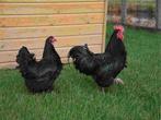 Eieren of kuikentjes te reserveren (australorp), Dieren en Toebehoren, Pluimvee