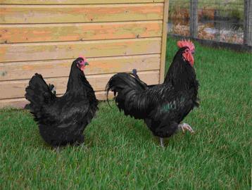 Eieren of kuikentjes te reserveren (australorp) beschikbaar voor biedingen