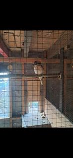 Kookaburra vrouwe, Dieren en Toebehoren, Pluimvee