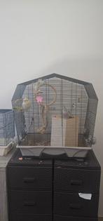 2 calopsittes avec la cage, Animaux & Accessoires, Comme neuf, Autres matériaux, Enlèvement ou Envoi, Cage à oiseaux