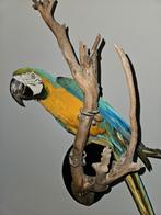Magnifique ara bleu/jaune en peluche (suspendu), Enlèvement ou Envoi, Neuf, Oiseaux, Animal empaillé