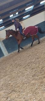 Chevaux à vendre, Dieren en Toebehoren, Paarden, Merrie